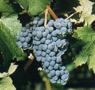 Beaujolais Nouveau ou Grand Maconnais ?
